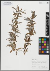 Foto von Salix alba subsp. alba L.